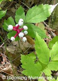 Actaea pachypoda                        